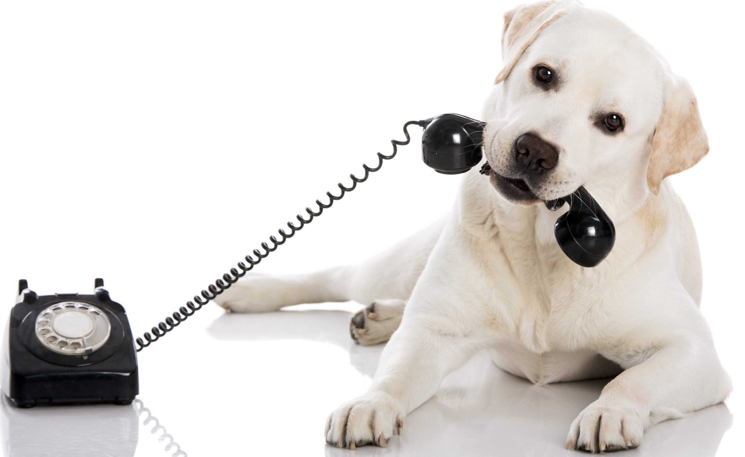 Portrait,Of,A,Labrador,Retriever,Holding,A,Telefone,With,Mouth