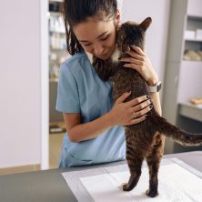 Veterinarian,Trainee,In,Uniform,Embraces,Adorable,Tabby,Cat,In,Modern