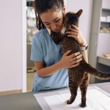Veterinarian,Trainee,In,Uniform,Embraces,Adorable,Tabby,Cat,In,Modern Veterinarian,Trainee,In,Uniform,Embraces,Adorable,Tabby,Cat,In,Modern