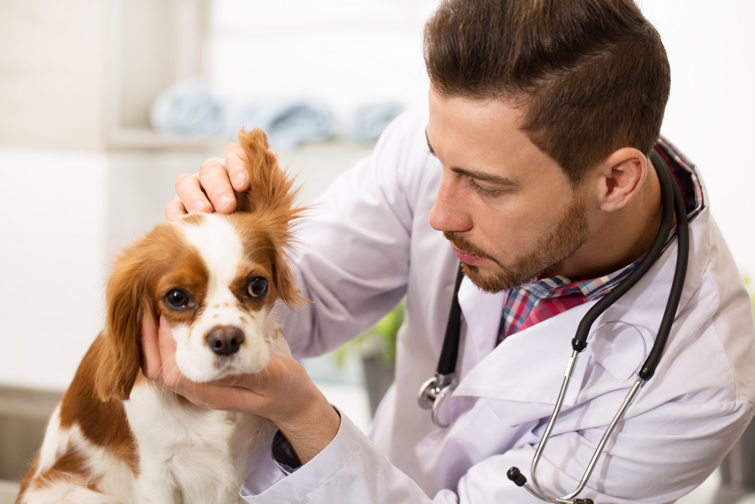 Close,Up,Of,A,Young,Handsome,Bearded,Male,Veterinarian,Working